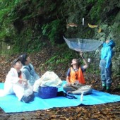 Vắt có thực sự rơi từ trên cây xuống? Nghiên cứu của học sinh Nhật được xuất bản